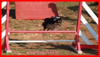 De La Felipeps - Roquefure 3éme concours d'Agility Féli