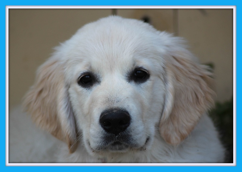 De La Felipeps - Golden Retriever - Portée née le 24/12/2011